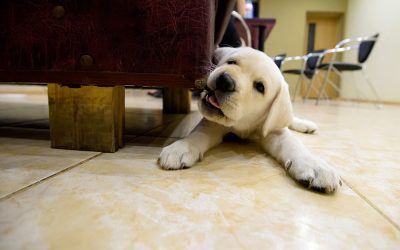 Puppy Teething: A Survival Guide for Dog Owners