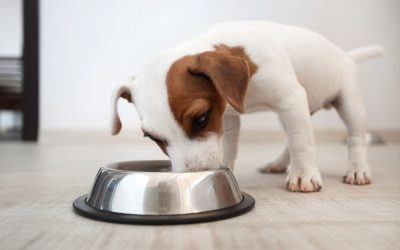 Is Rice Good For Dogs?