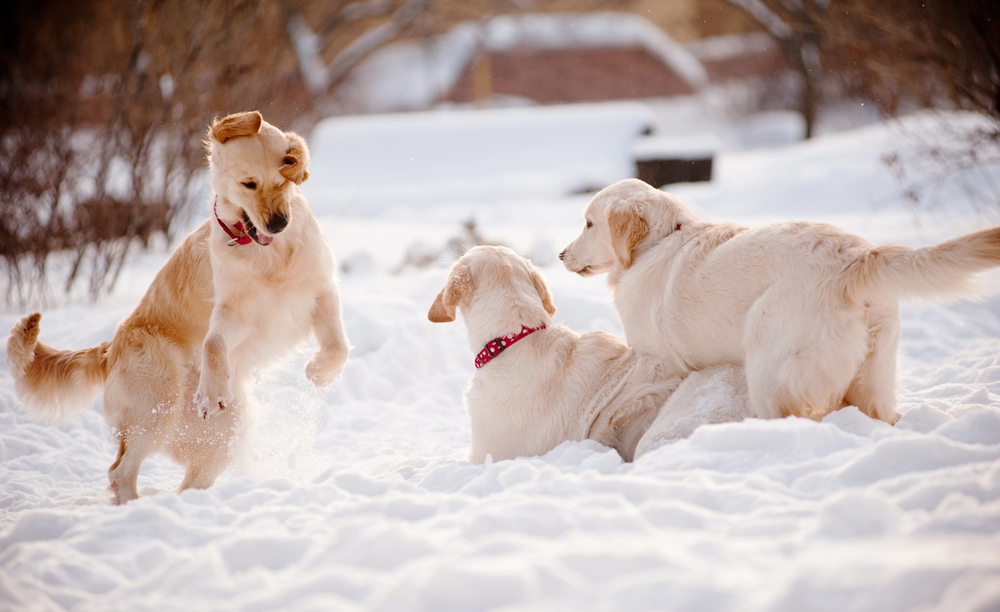 Three golden retrievers playing joyfully in a snowy outdoor setting.