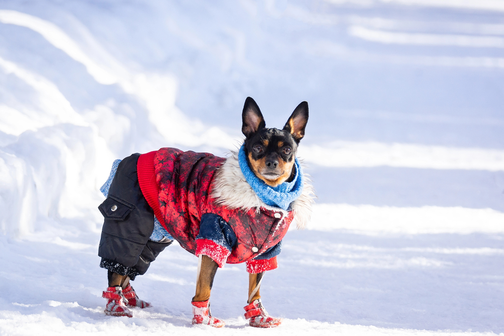 Cute terrier wearing dog paw protection