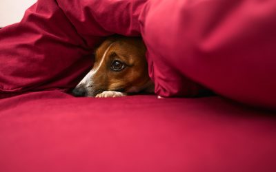 Easing Dog Anxiety: Anti-Anxiety Medications for Dogs