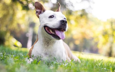 Prednisone for Dogs: What to Know