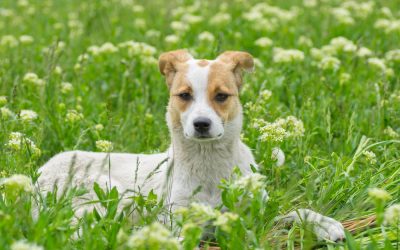 Springtime Safety Tips: Protecting Your Pup This Season