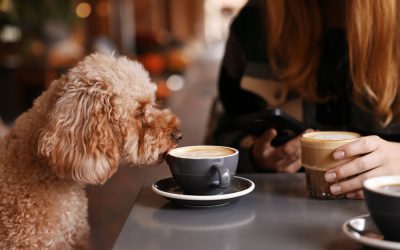 The Puppuccino Phenomenon: A Delicious Treat for Your Dog?