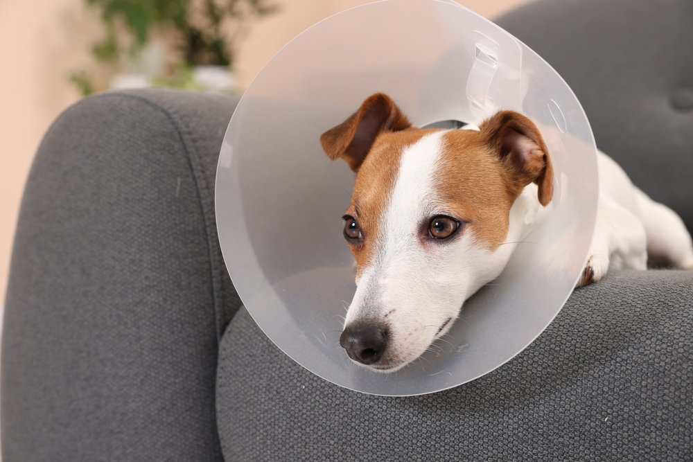 Cute Jack Russell Terrier dog wearing medical plastic collar