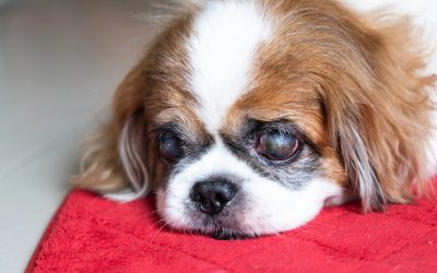 Cataracts In Dogs: What You Need to Know