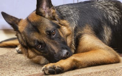 Melatonin for Dogs: Sleep Aid or Sleepy Side Effects?