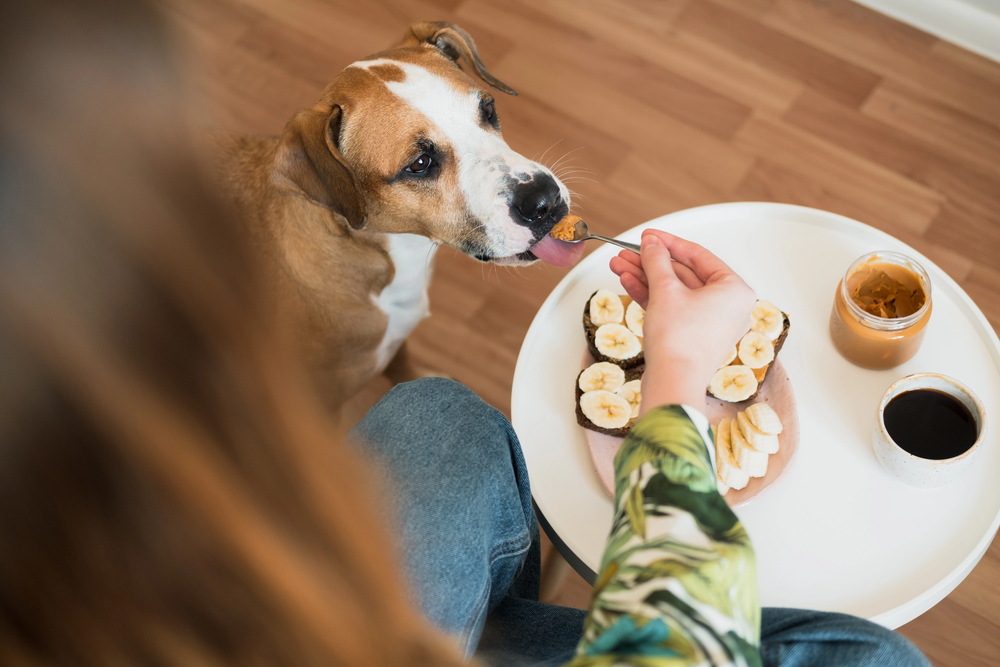 Dog owner feeding her dog with peanut butter